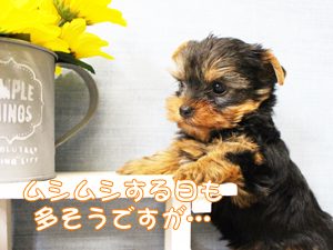 今日から７月！